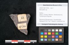 Foto (Objekt + Etikett) von Neuropteris sp.  (NHMW-GEO-2024-0188-10708)